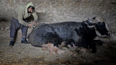 This SAT2 variant strain is resistant to the vaccines, leaving authorities scrambling to prevent further spread