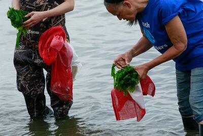 Kelp is a plant that is both native to the area and a rising star on the health food scene. AFP