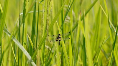 A dragonfly rests on a blade of grass at a paddy field in MoeKhaName village, Bago division, Myanmar. EPA