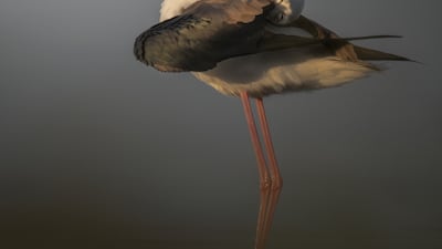 Bansal (UAE Wildlife).