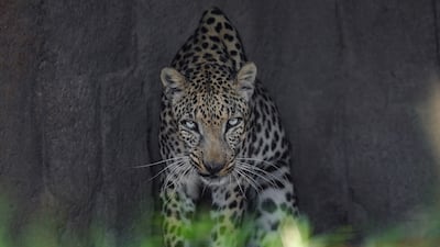 Big cats have been a part of the zoo since its founding in 1968. Photo: provided