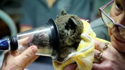 A koala is given oxygen while vets care for her burns