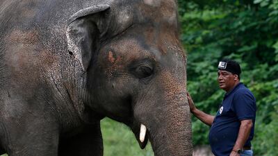 Dr. Amir Khalil, a veterinary from the international animal welfare organisation Four Paws comforts Kaavan during his examination at the Maragzar Zoo in Islamabad, Pakistan. AP Photo