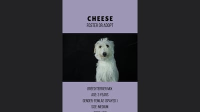 Cheese, 3, female.