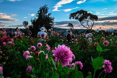 Residents enjoy the joys of spring all-year-round in Medellin, Colombia. AFP