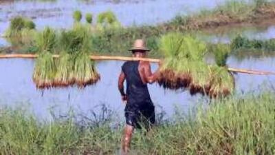 Community groups believe the Irrawaddy Delta will produce less than 60 per cent of its usual rice output this year.