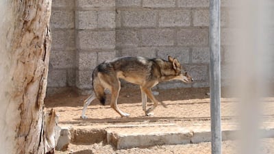 Sharjah Environment and Protected Areas Authority has confiscated banned animals and birds owned and traded without permission, including a wolf, pictured. Sharjah Environment and Protected Areas Authority