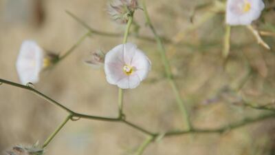 Convolvulus virgatus only blooms in the morning and can be found in sandy and mountainous areas. Photo courtesy: Government of Ras Al Khaimah.