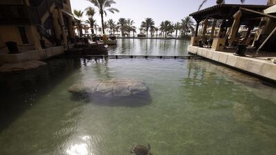 Treating turtles is notoriously difficult because of a lack of anatomical information and their shell, which makes it difficult to access the turtle’s body. Their rehabilitation can take up to three years. Jaime Puebla / The National