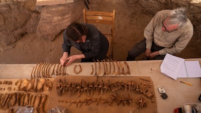 Researchers believe the crocodiles had been laid in sand, which allowed the bodies to dry out naturally. Photo: Patricia Mora Riudavets