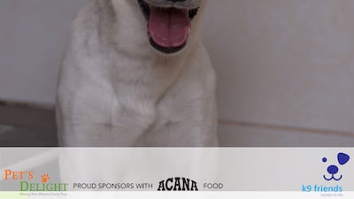 Raffie, aged 1, is a medium-sized male mix breed. He has come from a home and is used to living with other dogs. Photo: K9 Friends