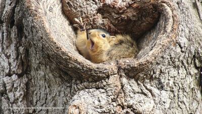 Yes please! A squirrel on campus at the University of Michigan raises its hand. Corey Seeman / The Comedy Wildlife Photography Awards 2019