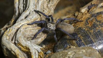 No one knew that the rocks and wadis of the Northern Emirates are home to tarantula spiders, until a Dutch couple recently spotted a species during their trek in Hatta. Photo Courtesy Priscilla van Andel