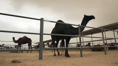 Sandstorm and rain clouds over Camelicious Farm in the Umm Nahad 3 area in Dubai on January 26.