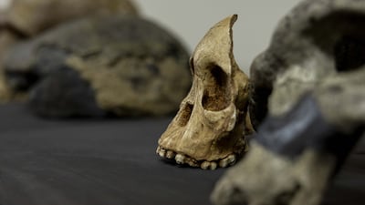 Lucy is considered one of the most important discoveries in human evolutionary science. Getty