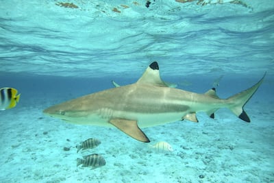 Blacktip reef shark. Gregory Boissy / AFP
