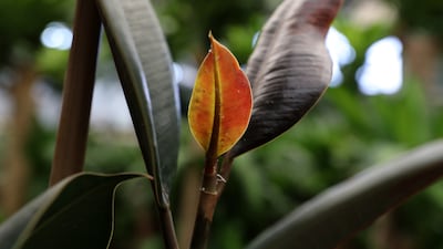 Rubber plant on display at Black Tulip Flowers. A plant of this maturity starts at Dh2,000.