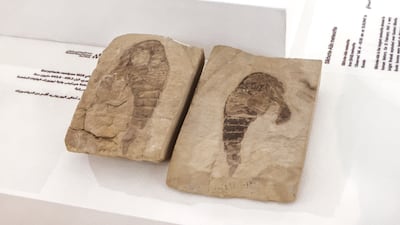 A fossil of the sea scorpion Eurypterus remipes, believed to be between 443.8-419.2 million years old, found in Herkimer County, New York State, USA