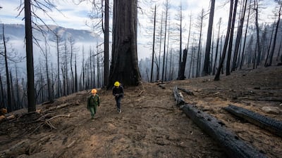 An area of Redwood Canyon that was burnt during the 2021 KNP Complex Fire in Kings Canyon National Park, California. National Park Service / AP