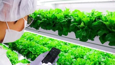 Farming via smartphone in Abu Dhabi. UK companies could become the latest to collaborate wth the UAE sustainable farming industry. Courtesy Smart Acres