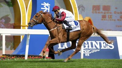 Furia Cruzada had a busy first season in Dubai after winning the Al Maktoum Challenge Round-2 in her first local start in February 2017. Andrew Watkins / Dubai Racing Club