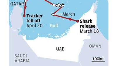 After its release from Atlantis, the shark swam 348km southwest through the Gulf toward Qatar.