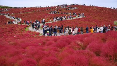Tourists walk around a field of Kochia (Bassia scoparia), a kind of tumbleweed, at the Hitachi Seaside Park in Hitachinaka, Japan. EPA