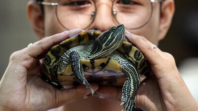 A man holds up his pet turtle in the Philippines. AFP