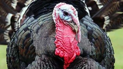 Free-range Norfolk Black organic turkeys. Matt Cardy / Getty Images
