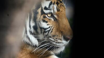 A female tiger named Nikita casts a glance at visitors to the Denver Zoo. AP Photo