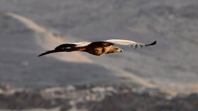 The juvenile eagle in flight over Prince Mohammed bin Salman Royal Reserve. Photo: Prince Mohammed bin Salman Royal Reserve