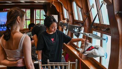 The decision to start a sunset cruise for cats came after the popularity of the company's dog cruises