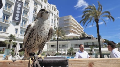 Aladdin, the Saker Falcon watches over the Martinez Hotel in Cannes, France. Garfield, Big Foot and Aladdin are among the hawks and falcons brought in by falconer Christophe Puzin for the 10 days of the festival to scare away the seagulls and pigeons that can torment hotel poolside diners. Neilson Barnard / Getty Images