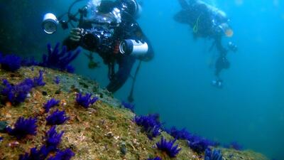 Divers off the Musandam coast of Oman, where the launch of a diving instructor course in Arabic this month is being as a way to encourage the sport among locals and raise awareness of the need for marine conservation. Photo courtesy Yousif Al Ali
