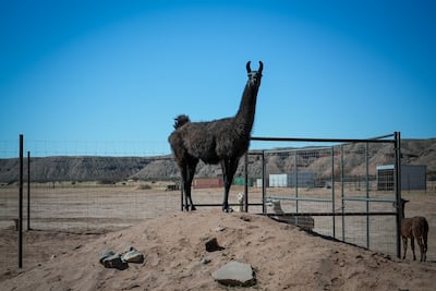 A llama on the ranch. Joshua Longmore / The National