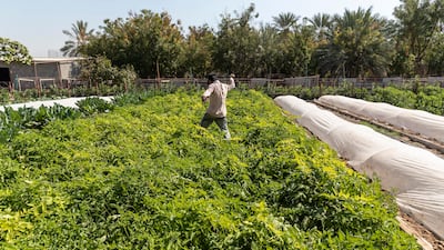 The technology has transformed desert grounds into 446 square metres of arable land.