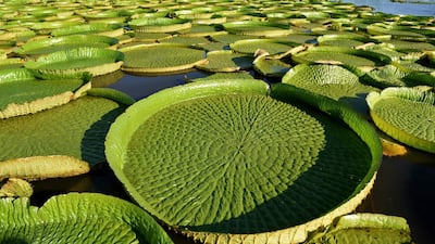 People take a boat to see giant water lilies (Victoria amazonica) - known as Yakare Yrupe in Guarani - which appear every three to four years in great numbers and size in the Paraguay River in Piquete Cue just north of Asuncion. Water lilies are seen every year but not in such quantities and size and locals treat them as a national treasure. Norberto Duarte / AFP
