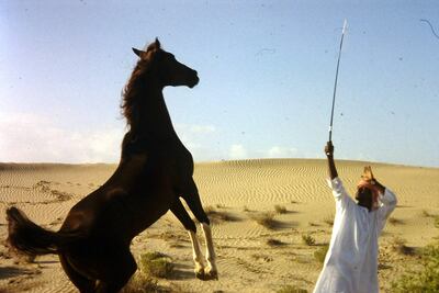 One of the horses from Sheikh Zayed’s stables, preparing for the 1998 Endurance World Cup. Courtesy Transatlantic Films