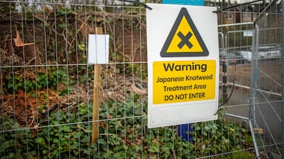 Japanese Knotweed is classified as an invasive and destructive species in several countries. Getty Images