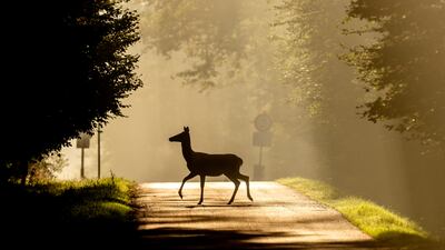 A deer crosses a road in woods near Frankfurt, Germany. AP