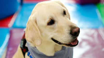Gems Metropole School in Motor City has brought in a classroom dog to provide comfort and support to pupils. All photos by Chris Whiteoak / The National