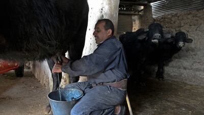 'Infections are high and can be counted in the hundreds' in the province, said Udai Al Abadi, the director of a veterinary hospital in Nineveh