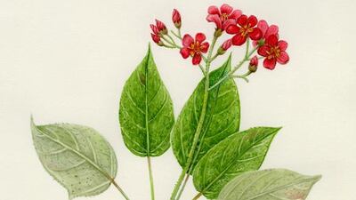 Donna Torres for The National