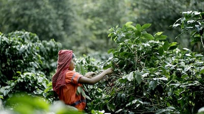 A Small Section of the World, directed by Lesley Chilcott, follows the story of the first women’s micro mill for coffee in Costa Rica. Courtesy GreenLight Media