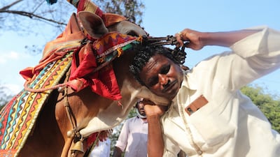 Gangireddu, a sacred decorated bull, is part of the celebrations. AP