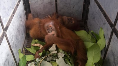 Baby orangutans recently confiscated by Gunung Leuser National Park officers from illegal owners sit inside a cage as they wait to be transported to a rehabilitation center, in Medan, North Sumatra, Indonesia. AP Photo
