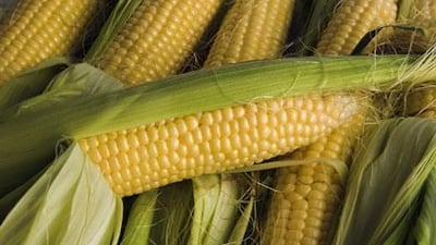 Obsessing over food with negative associations, such as corn, diminishes the pleasure we get from eating.