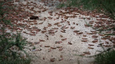 A swarm of desert locusts sit on the ground in the bush near Enziu, Kitui County, some 200km east of the capital Nairobi, Kenya. EPA