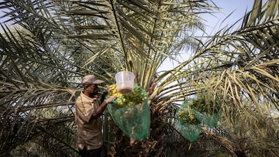 A farm worker picks dates from the enclosed net baskets