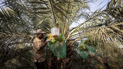Dates are picked at a farm near Liwa, Abu Dhabi. Antonie Robertson / The National